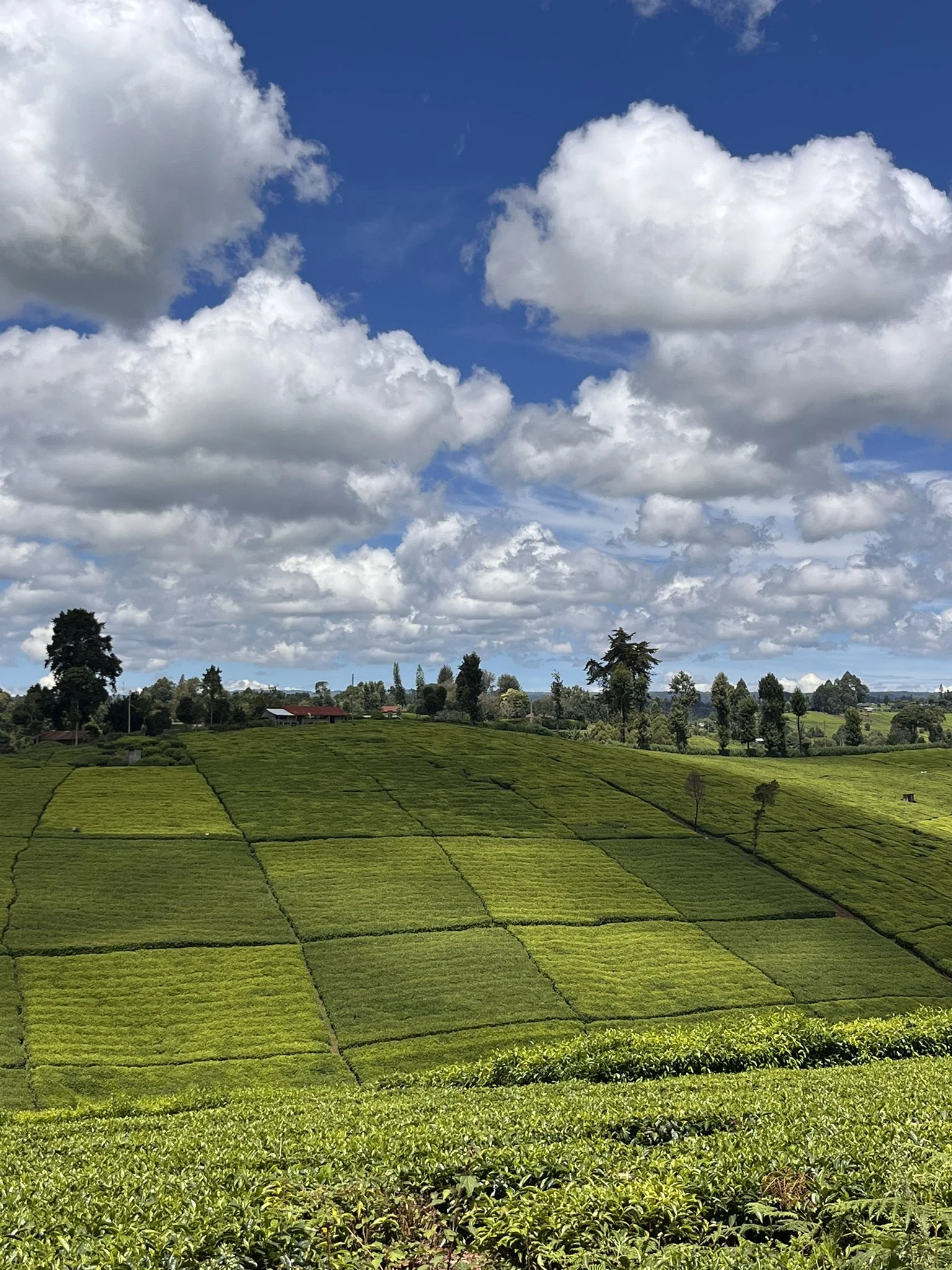Lush green tea hillside in the Aberdare highlands