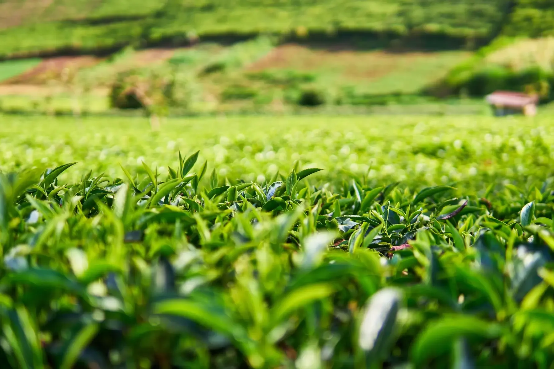 Tea plantation in the Aberdare Ranges